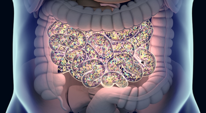 A rendering of the human intestines with bacteria outlined in bright colors.